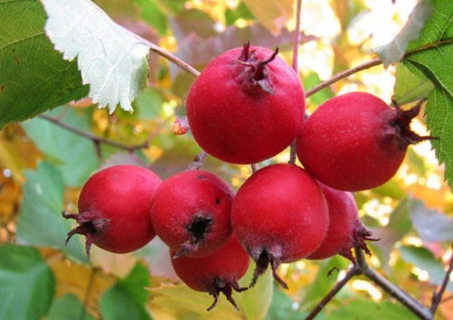 Hawthorn: types and varieties + photo