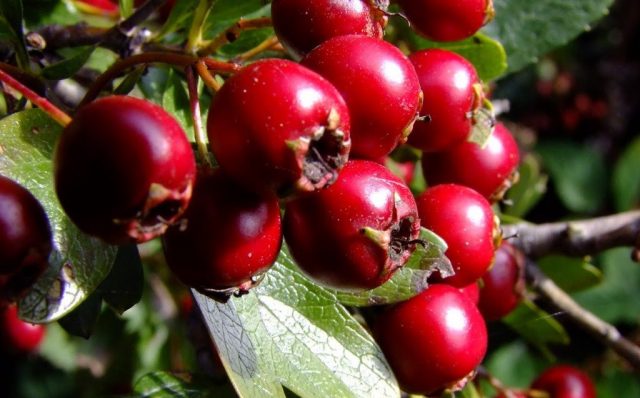 Hawthorn: types and varieties + photo