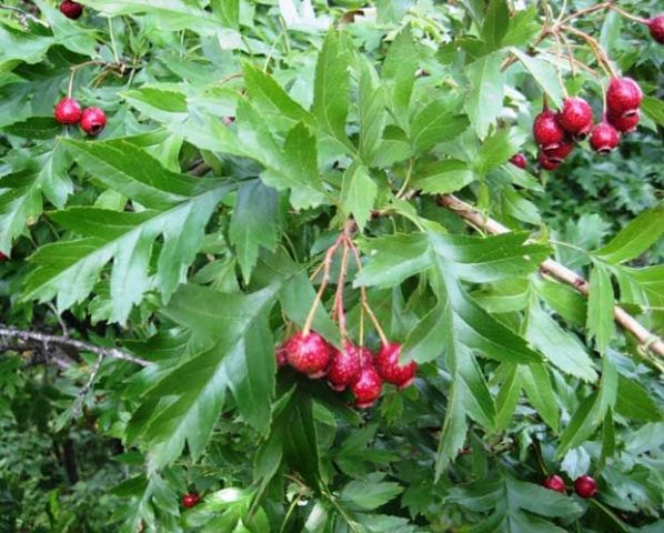 Hawthorn: types and varieties + photo