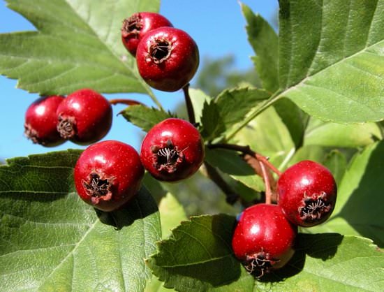 Hawthorn: types and varieties + photo