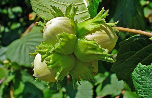 Hazel (hazelnut): planting and care in the open field