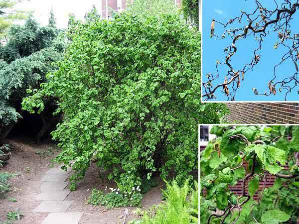 Hazel (hazelnut): planting and care in the open field