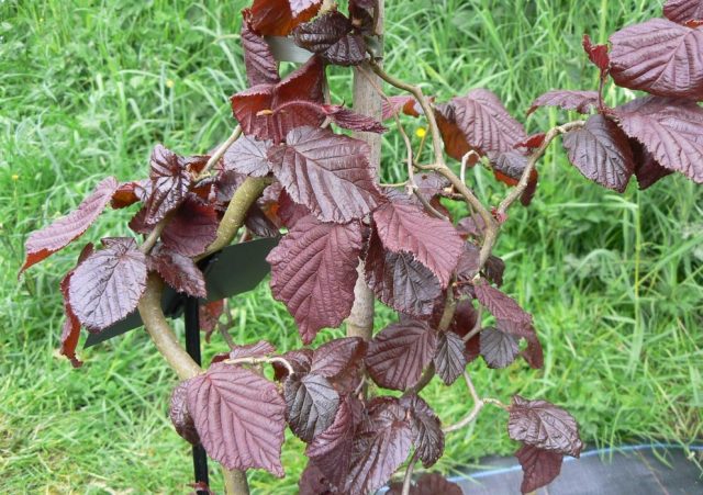 Hazel (hazelnut): planting and care in the open field