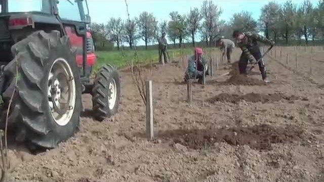 Hazel (hazelnut): planting and care in the open field