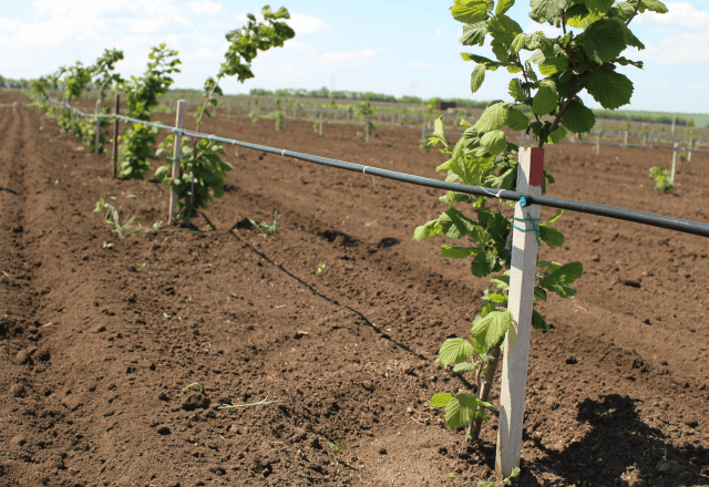 Hazel (hazelnut): planting and care in the open field