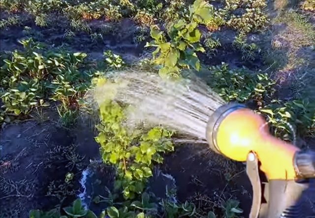 Hazel (hazelnut): planting and care in the open field