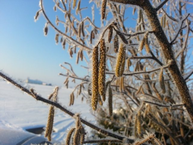 Hazel (hazelnut): planting and care in the open field