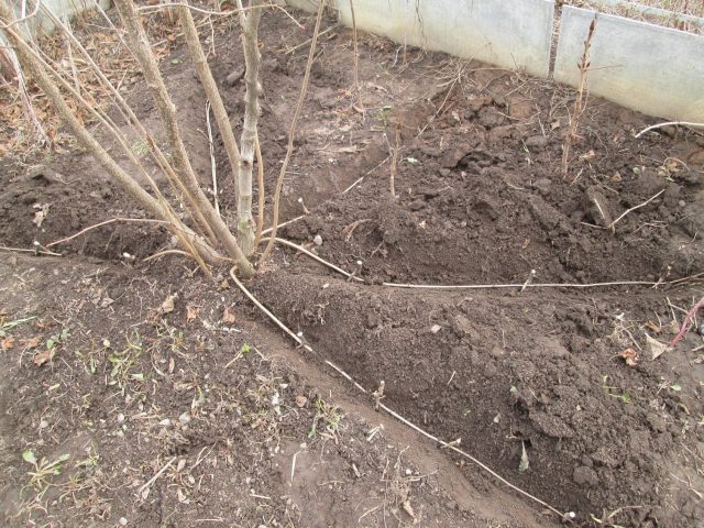 Hazel (hazelnut): planting and care in the open field