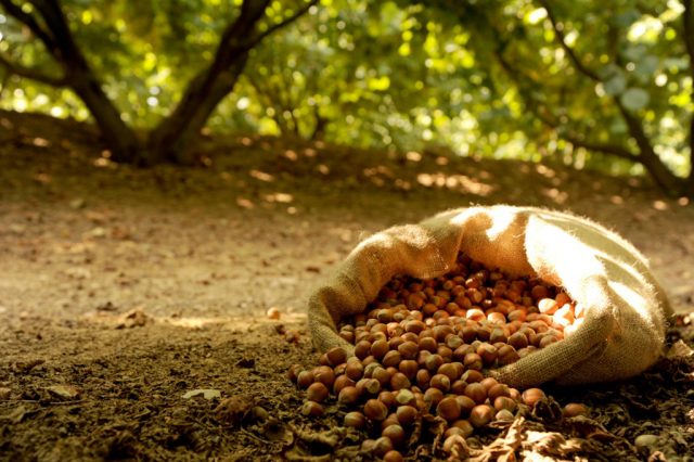 Hazel (hazelnut): planting and care in the open field