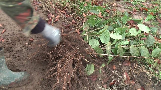 Hazel (hazelnut): planting and care in the open field