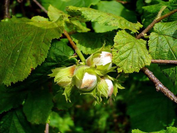 Hazel (hazelnut): planting and care in the open field