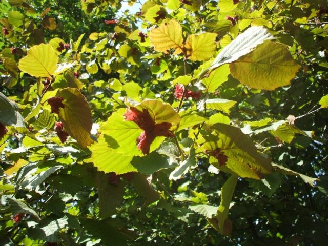 Hazel (hazelnut): planting and care in the open field