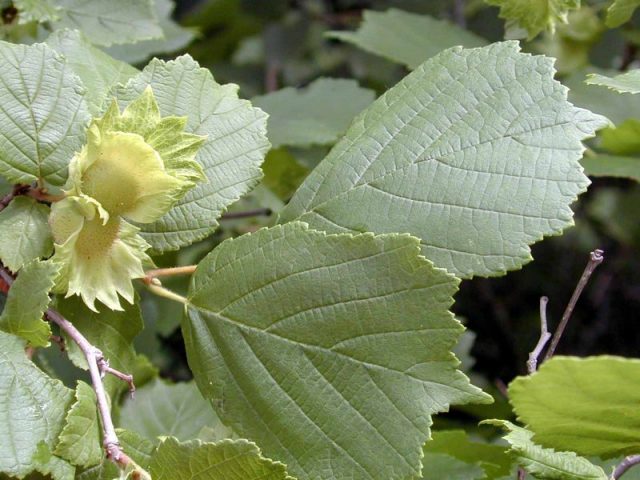 Hazel (hazelnut): planting and care in the open field