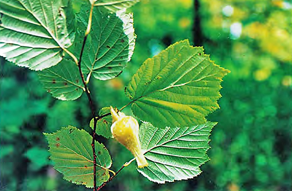 Hazel (hazelnut): planting and care in the open field