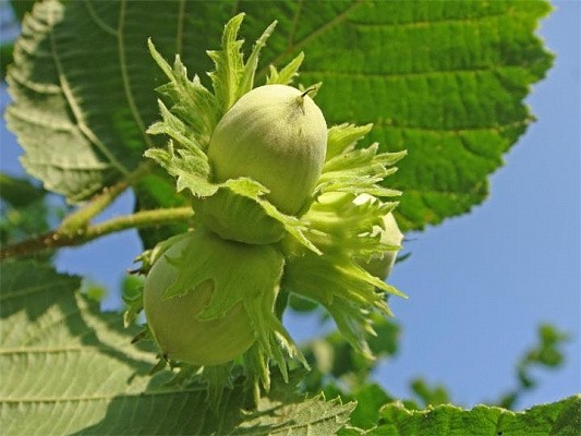 Hazel (hazelnut): planting and care in the open field