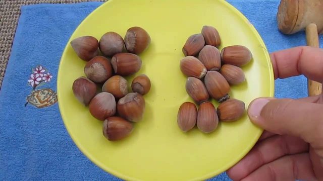 Hazelnut tree