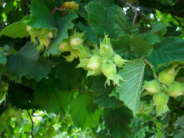 Hazelnut tree