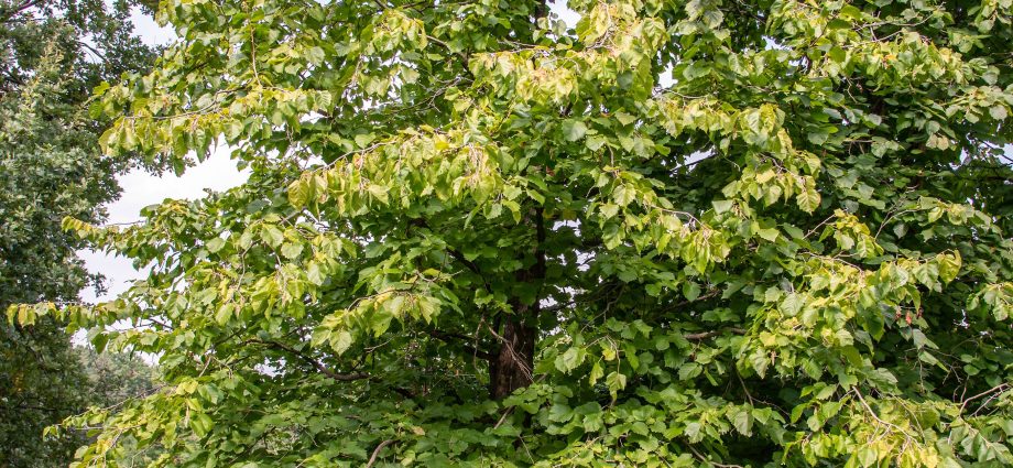 Hazelnut tree