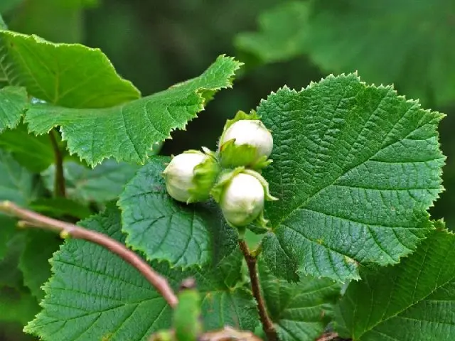 Hazelnuts and hazelnuts (hazelnut): benefits and harms