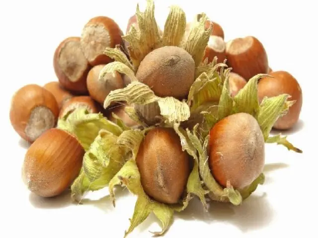 Hazelnuts and hazelnuts (hazelnut): benefits and harms