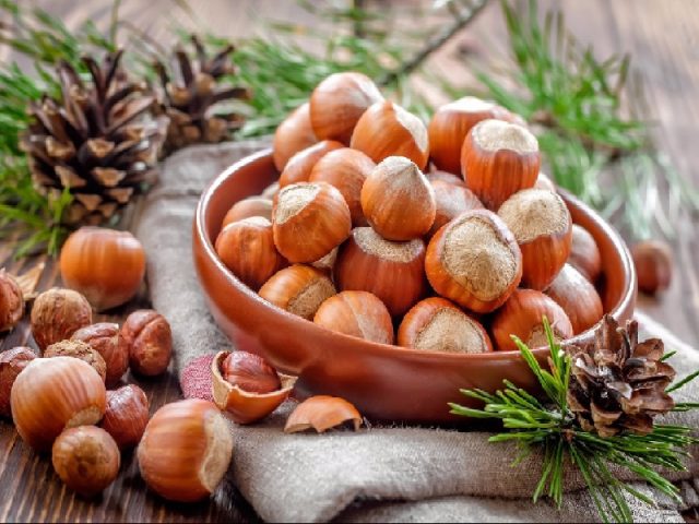 Hazelnuts and hazelnuts (hazelnut): benefits and harms