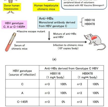 HBs &#8211; indications, course and preparation for the test. HBs standards