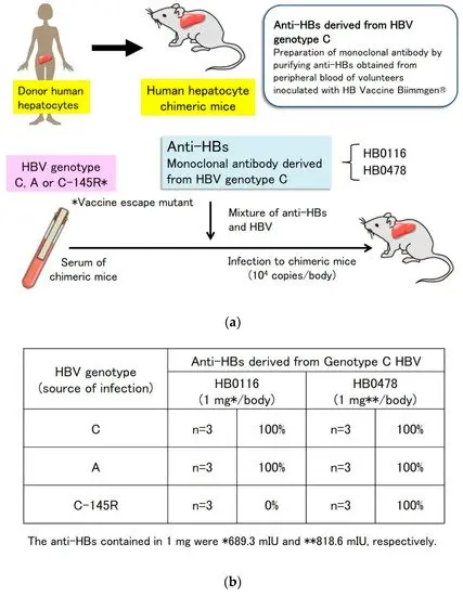 HBs &#8211; indications, course and preparation for the test. HBs standards