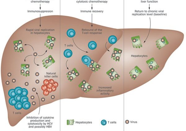 HBV and HCV &#8211; hepatitis B and C