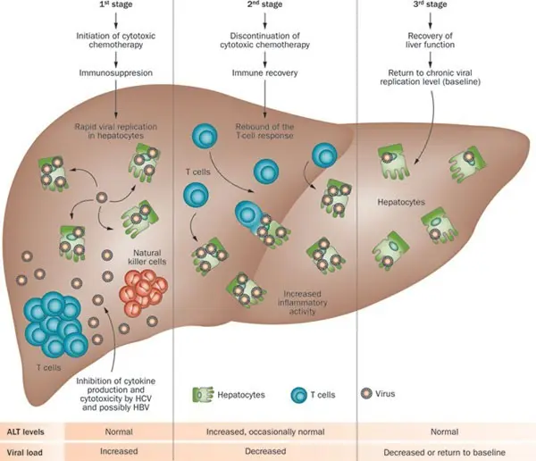 HBV and HCV &#8211; hepatitis B and C