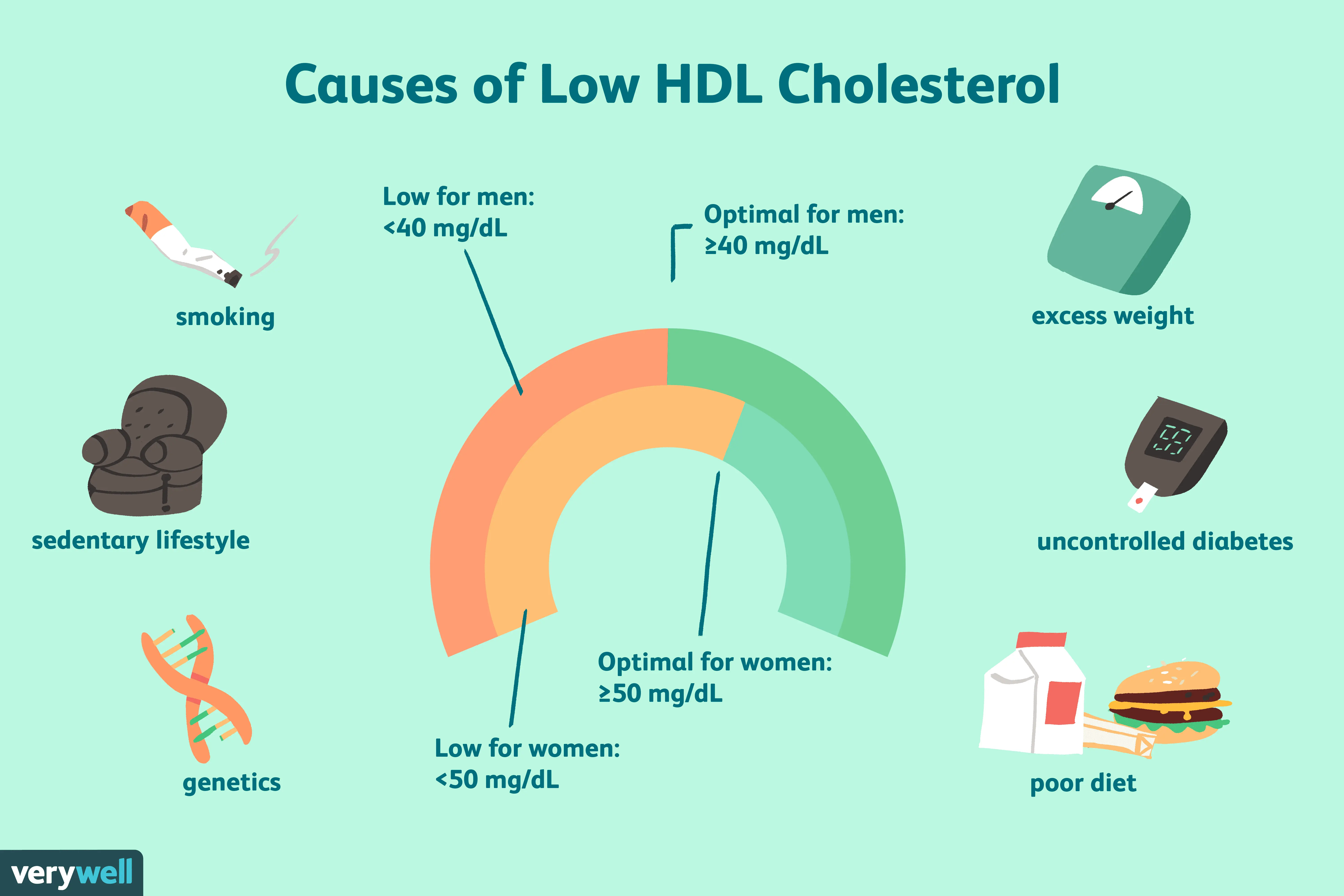 HDL cholesterol &#8211; norms, role. How to raise HDL good cholesterol?