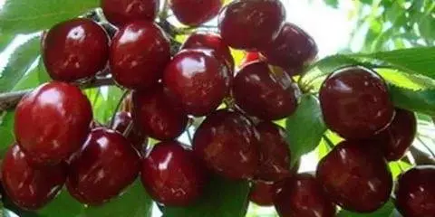 Health benefits and harms of cherries