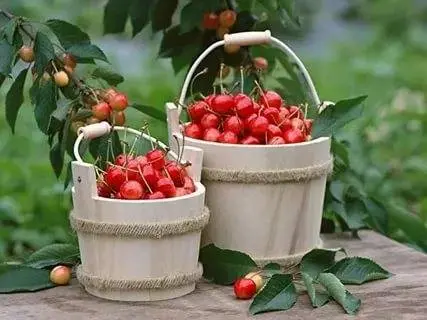 Health benefits and harms of cherries