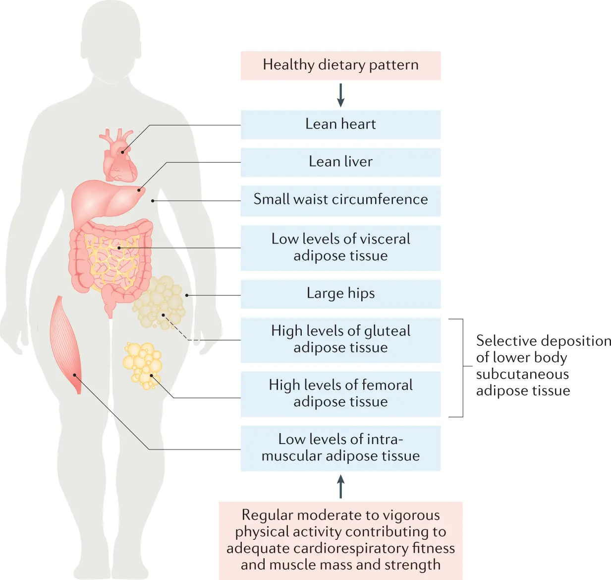 Healthy obesity? Does not exist