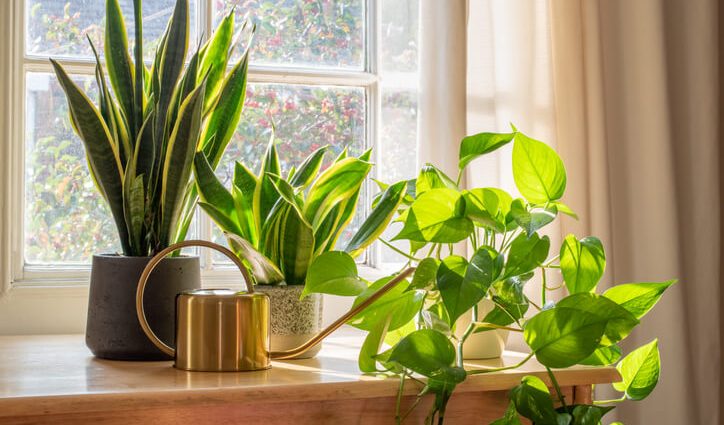 Healthy plants &#8211; which are worth having at home and why?