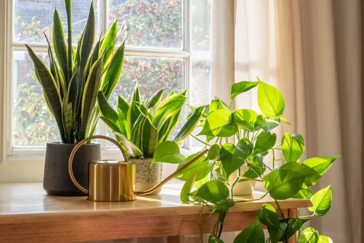 Healthy plants &#8211; which are worth having at home and why?