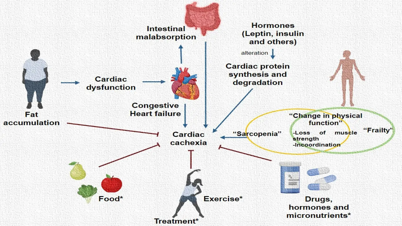 Heart failure predisposes to an earlier onset of andropause