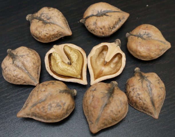 Heart-shaped nut: growing in the suburbs