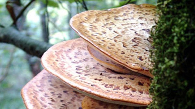 Heart-shaped nut: growing in the suburbs