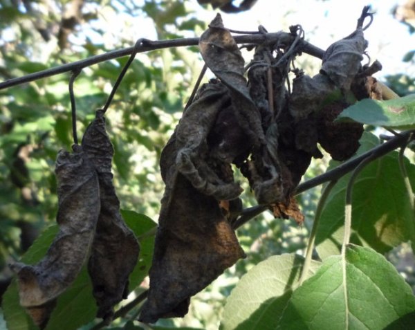 Heart-shaped nut: growing in the suburbs