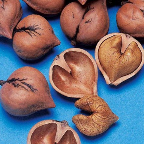 Heart-shaped nut: growing in the suburbs