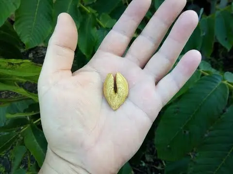 Heart-shaped nut: growing in the suburbs