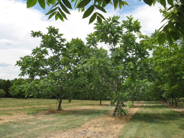 Heart-shaped nut: growing in the suburbs