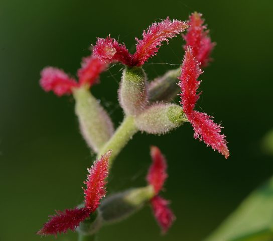 Heart-shaped nut: growing in the suburbs