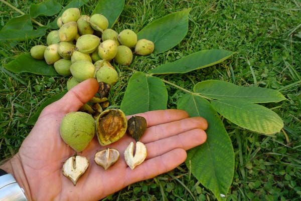 Heart-shaped nut: growing in the suburbs