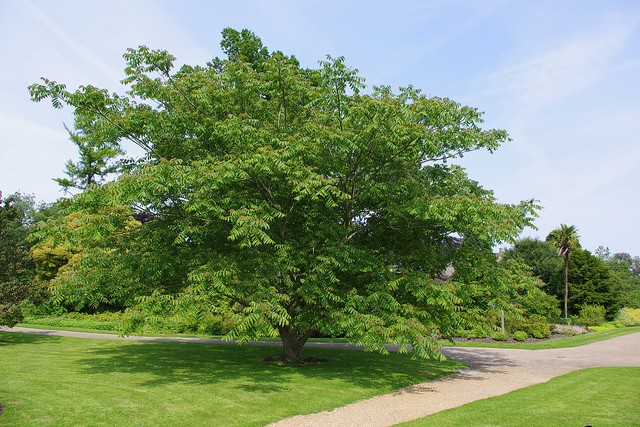 Heart-shaped nut: growing in the suburbs