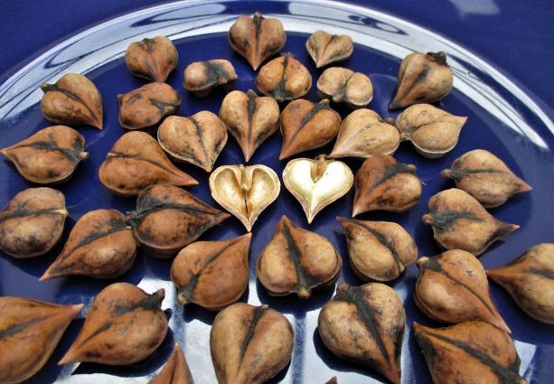 Heart-shaped nut: growing in the suburbs