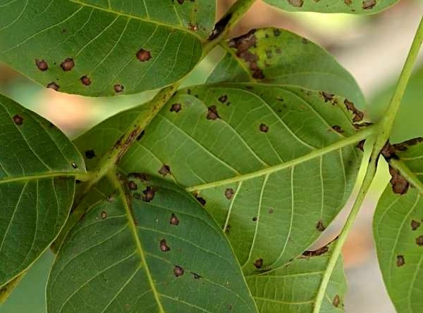 Heart-shaped nut: growing in the suburbs