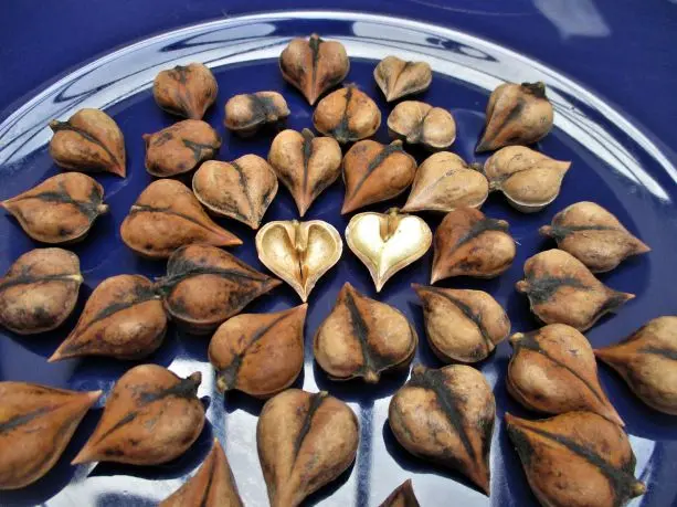 Heart-shaped nut: growing in the suburbs