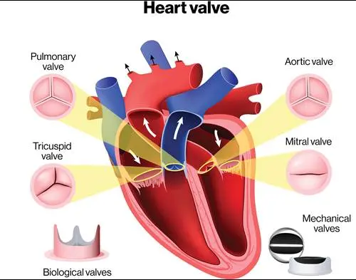 Heart valves &#8211; structure, functions and defects of heart valves