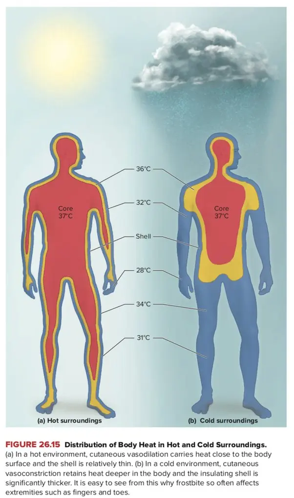 Heat escapes through the head? Scientists know the answer